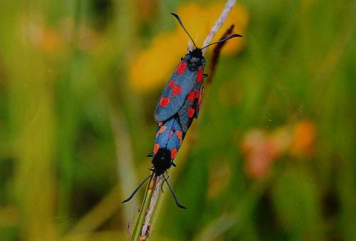 Zygaena trifolii -1