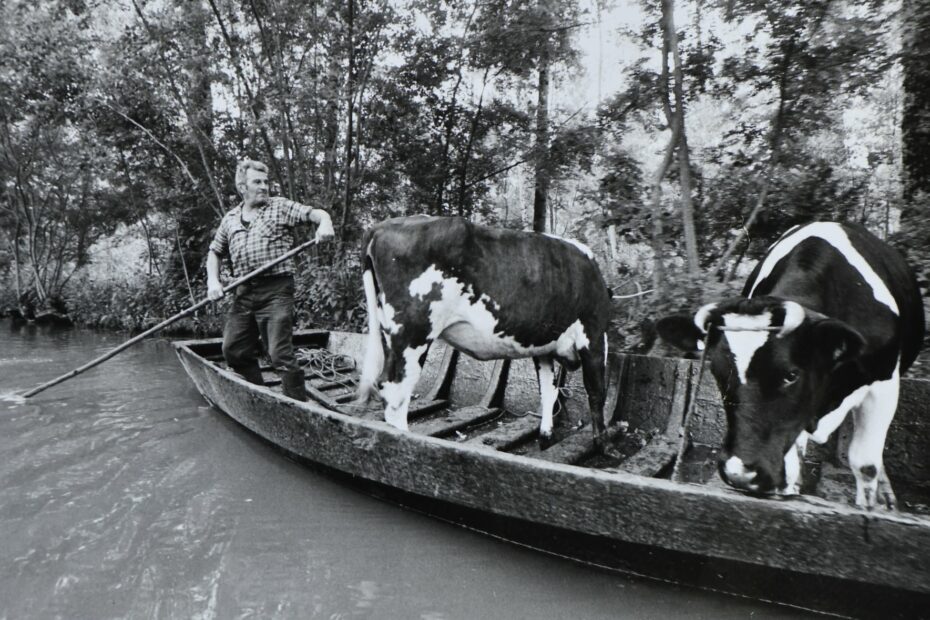 Paul Bertrand et ses vaches